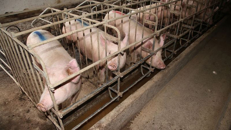 養(yǎng)豬場(chǎng)污水起泡，用哪種消泡劑好？