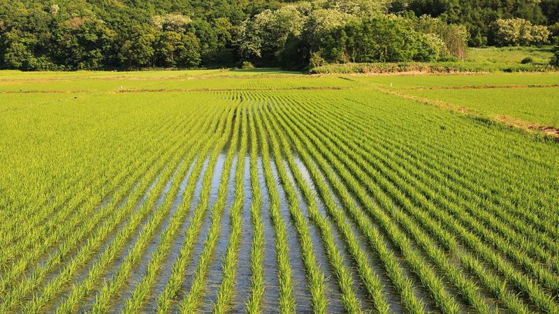 泰安消泡劑-山東泰安陳小姐固體消泡粉使用和應用案例
