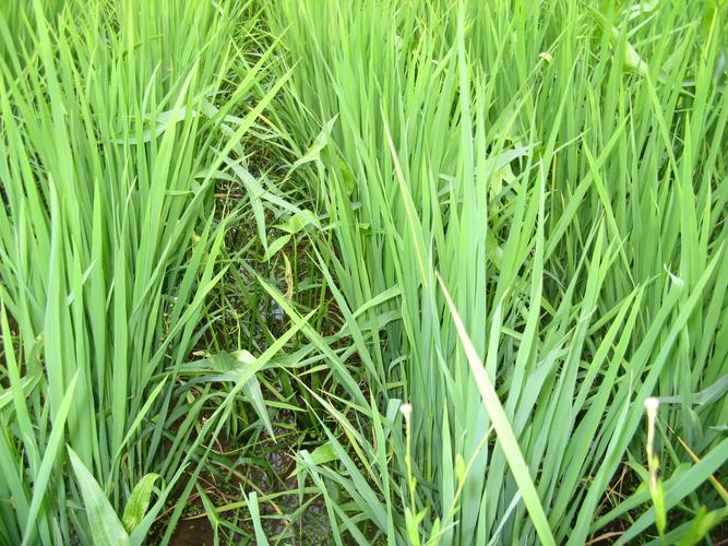 除草劑起泡問題多，該如何解決泡沫？