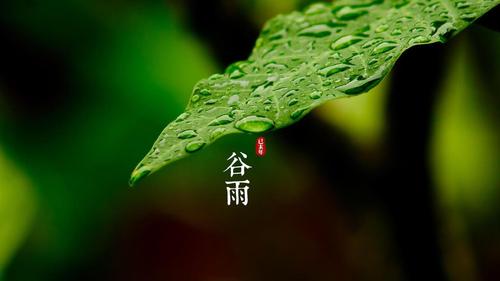 明朝知谷雨，無策禁花風(fēng)