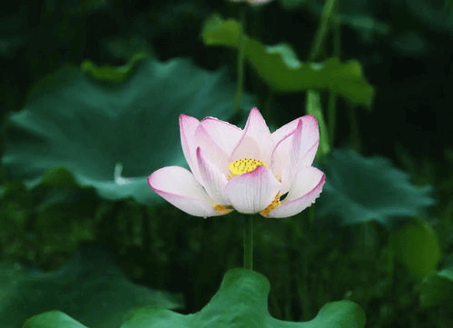 大暑節(jié)氣至，清風(fēng)此處尋。